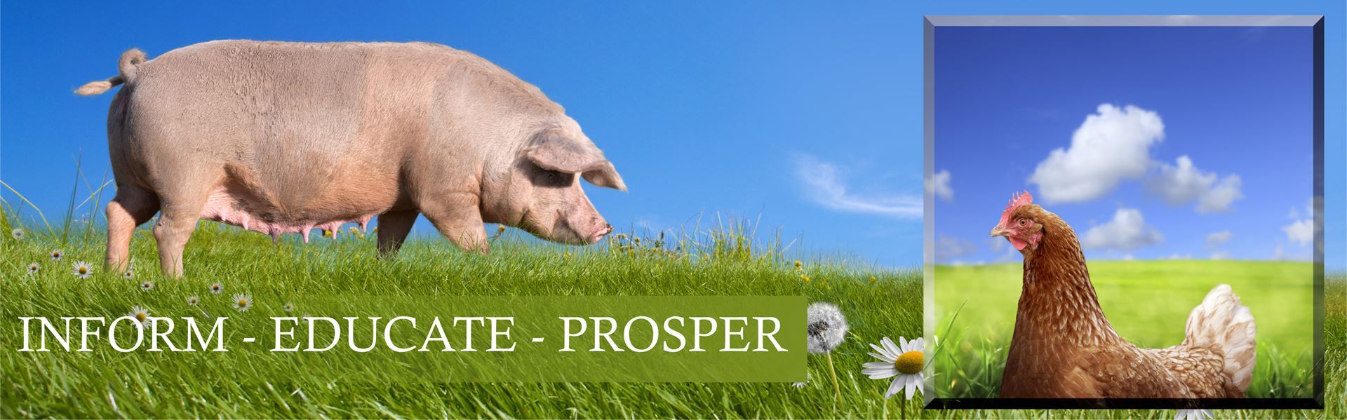 Pastured Pigs and Poultry